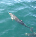 Dolphin Swim Tour à Picton - Tarif adulte (16 ans +)
