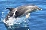 Dolphin Watching Tour à Picton - Tarif bébé (0 à 4 ans)