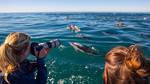 Dolphin Watch Tour à Kaikoura - Tarif adulte (15 ans +)