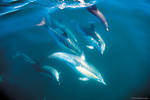 Dolphin Eco Cruise - Observation des dauphins à Paihia -  Tarif adulte (16 ans +)