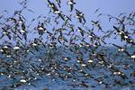 Albatross Encounter à Kaikoura - Tarif enfant (3 à 14 ans)