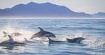 Dolphin Swim à Kaikoura - Tarif enfant (8 à 14 ans)
