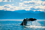 TOP 10 des activités à faire en Nouvelle Zélande: Observation des baleines à Kaikoura - Tarif adulte (16 ans +)